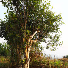 Pang San Zhou ’21