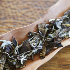 white hair of gushu puerh – bing ’24