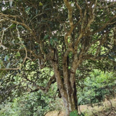 750 years old tree 2026 bing