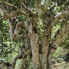 750 years old tree 2026 bing