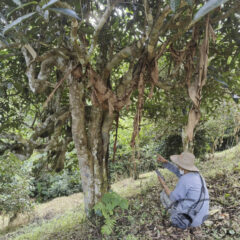 750 years old tree 2026 bing