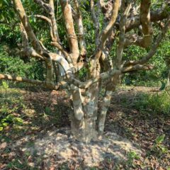 766 years old tree 2026 bing