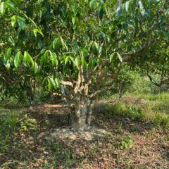 766 years old tree 2026 bing