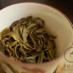 766 years old tree 2026 maocha
