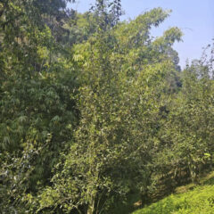 Yibang Gushu 2026