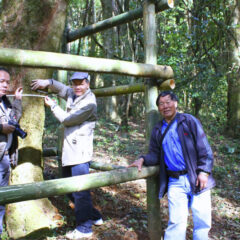 Longtang 2000 years old trees from 2014